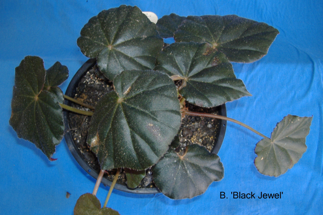 B. ‘Black Jewel’